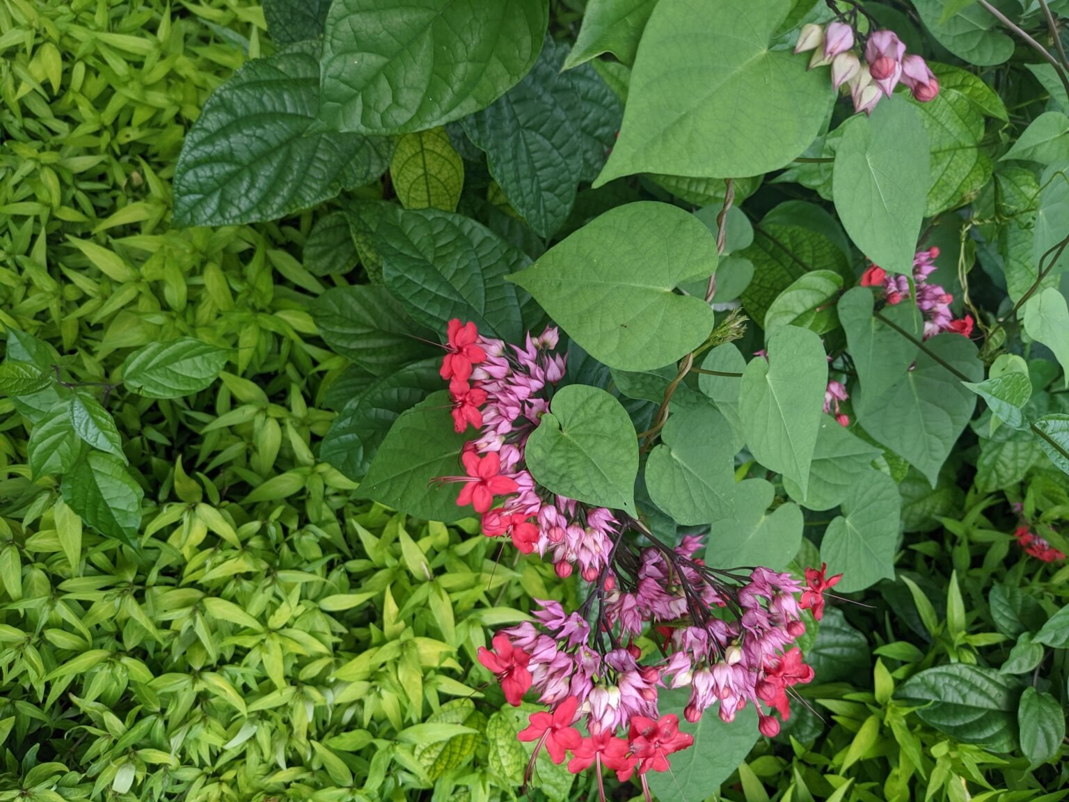 Senior Advocacy Network Non profit Legal Aid CA